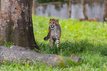 チーターの子ども 多摩動物公園, 東京, 日本