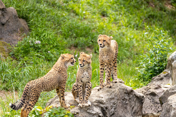 チーターの子ども 多摩動物公園, 東京, 日本