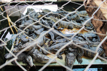 crocodile farm where crocodiles are grown for meat and skin