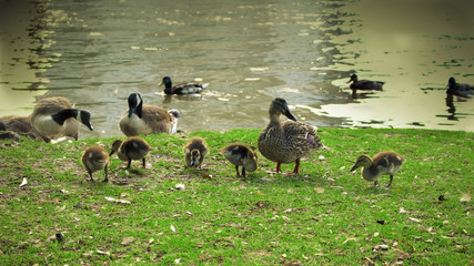 Famille de canard