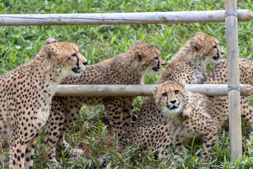 チーターの子ども 多摩動物公園, 東京, 日本