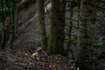 Dog sitting in the forest