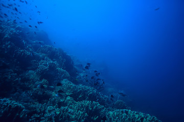 Fototapeta na wymiar coral reef underwater / lagoon with corals, underwater landscape, snorkeling trip