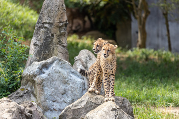チーターの子ども 多摩動物公園, 東京, 日本