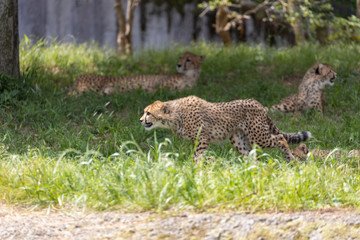 チーターの子ども 多摩動物公園, 東京, 日本