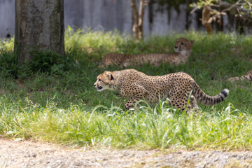 チーターの子ども 多摩動物公園, 東京, 日本