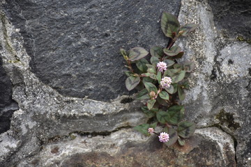 flores popayán