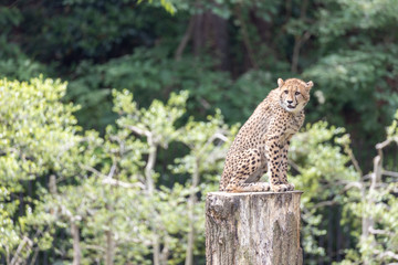 チーターの子ども 多摩動物公園, 東京, 日本