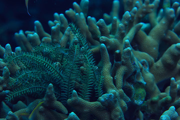 gorgonian large branching coral on the reef / seascape underwater life in the ocean