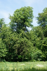 Obraz premium tree