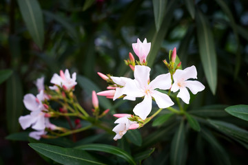 Obraz premium Nerium oleander in bloom, white siplicity bunch of flowers and green leaves on branches