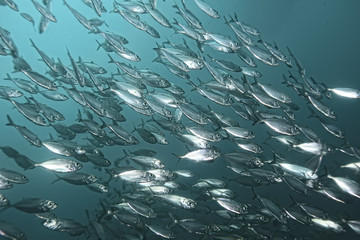 lot of small fish in the sea under water / fish colony, fishing, ocean wildlife scene