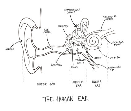 Hand drawn illustration of human ear anatomy.