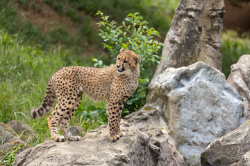 チーターの子ども 多摩動物公園, 東京, 日本