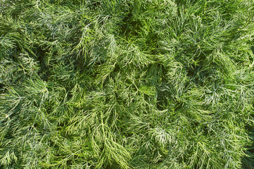 a lot of fresh ripe dill