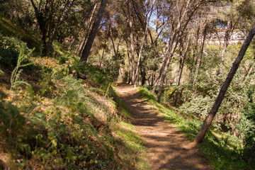 In the Forest