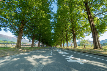 綺麗な道路と道沿いの樹木