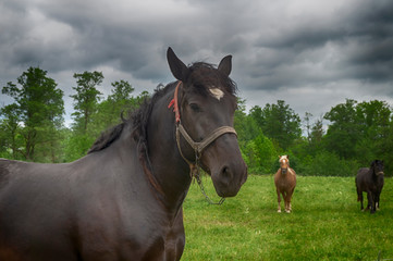 Brown horse with white blaze and halter