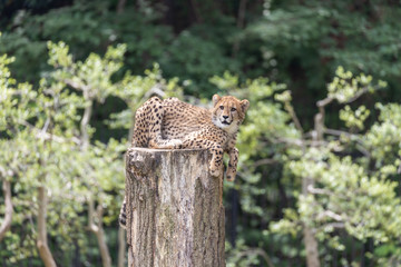 チーターの子ども 多摩動物公園, 東京, 日本