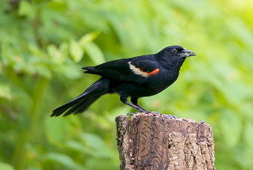  A make red-winged blackbird perched on a tree stump. 