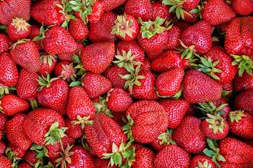 many fresh ripe strawberry berries background