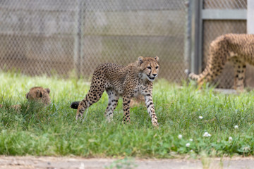 チーターの子ども 多摩動物公園, 東京, 日本