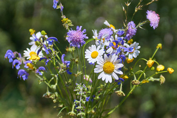 summer bright wild flowers bouquet