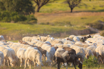 White heron on back of sheep in herd