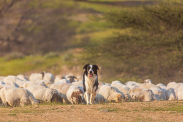 Border collie with herd