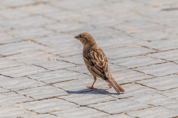 Sparrow standing on the sidewalk tile