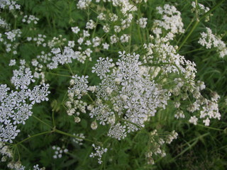 White flowers on a summer meadow