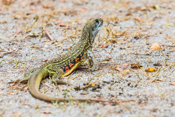 The asia iguana  on the lawn.