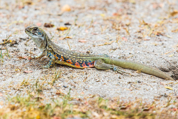 The asia iguana  on the lawn.