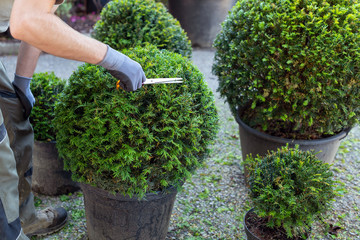 Gärtner schneidet Eibenkugeln in Form-Gartenpflege
