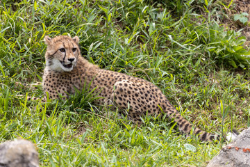 チーターの子ども 多摩動物公園, 東京, 日本