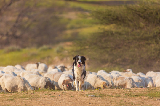 Border collie with herd
