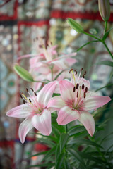Pink and white lillies on a porch in Washington, DC.
