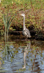 Gray heron