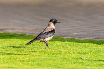 A gray hooded crow on a green grass