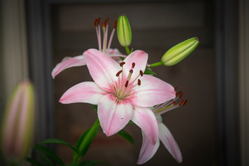 Pink and white lillies on a porch in Washington, DC.