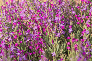 Naklejka premium Small pink flowers background