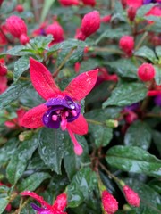 red flower in garden Fuchsia