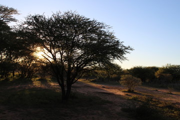 Fototapeta premium tree at sunset