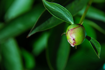 Small black ants creep on young peony bud in macro. Green pink unblown bud with long green leaves close-up. Amazing vivid scenic macro world. Insects on flower with copy space. Beautiful young peonies