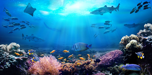 Unterwasseransicht des Korallenriffs. Leben im Ozean. Fischschwarm.