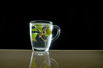 Cup of medicinal nettle tea on black background