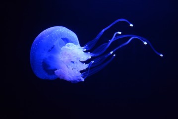 Jellyfish under the water
