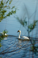 Obraz premium Swan swimming in river with tree stick in front