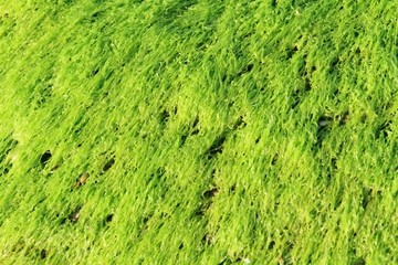Close up of green marine alga.  Alga background, wet kelp at low tide.