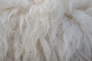 Wool sheep closeup for background ,Raw wool background. Also softness, warmness concept.